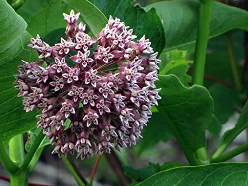 Organic Milkweed, Common Seeds (Asclepias syriaca L) 100 Seeds (1 Grams) - Common Milkweed - Monarch Butterfly Host Plant Seeds - Pollinator Seeds