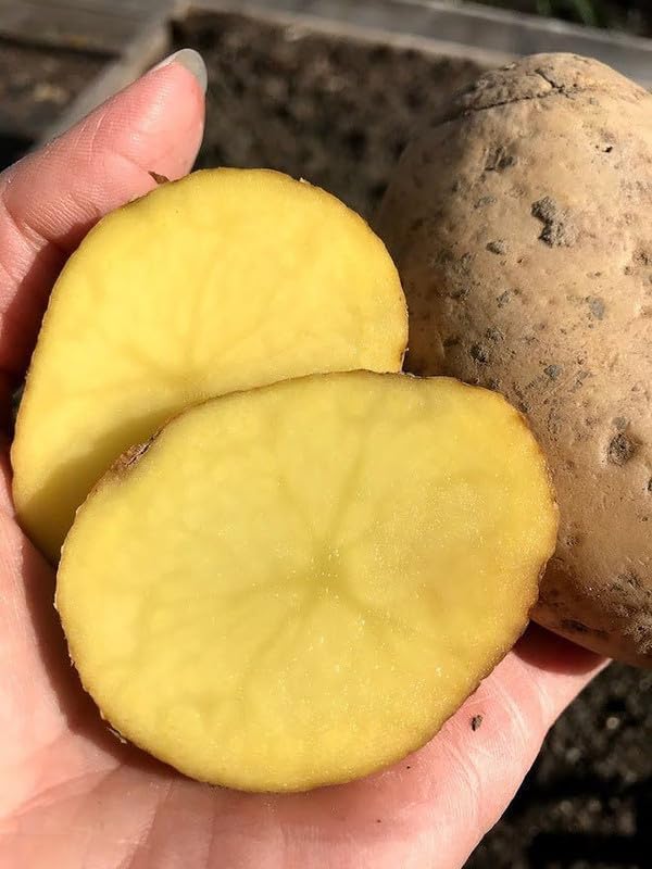 Yukon Potato Seeds for Planting Outdoors, 60 Seeds True Potato Seeds Easy for Growing from Seeds