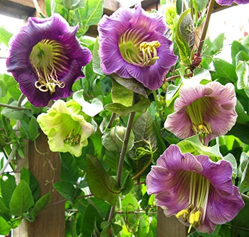 Seeds Cathedral Bells Mix/Cobea/Perennial Flowers