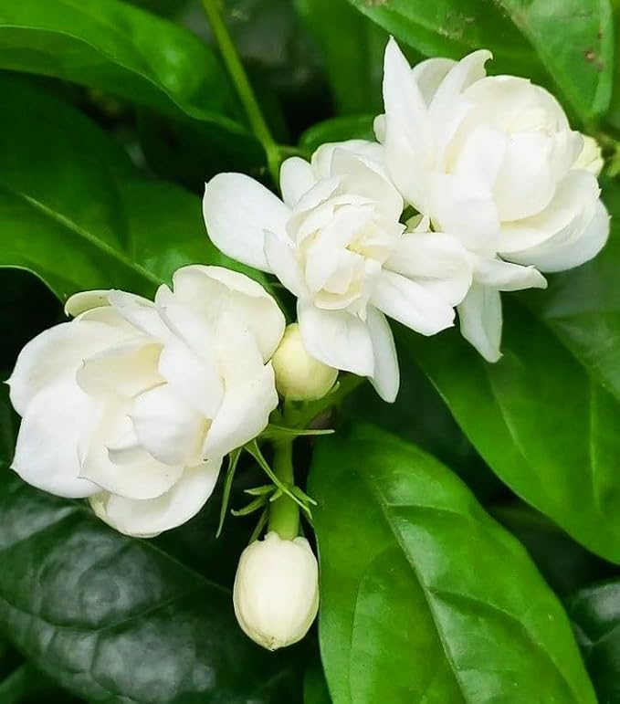 100+ Climbing Jasmine Flower Seeds for Planting-Non-GMO Jasmine Gardenia Plant Fragrant Flower Garden Home