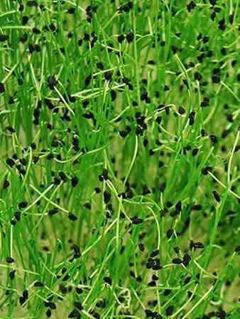 Large American Flag Leek Seeds: 1 Lb - Bulk, Non-GMO Vegetable Garden Seeds, Growing Microgreens