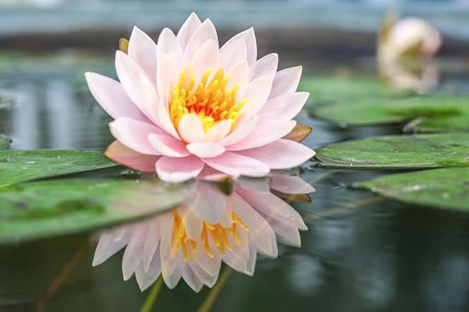 30PCS Bowl Lotus Seeds Bonsai Lotus Seeds for Planting Water Lily Flower Aquatic Plants Seed Pond Plants Non GMO Home Garden Plant Seed Flowering Aquatic Bonsai Plant (Nelumbo)
