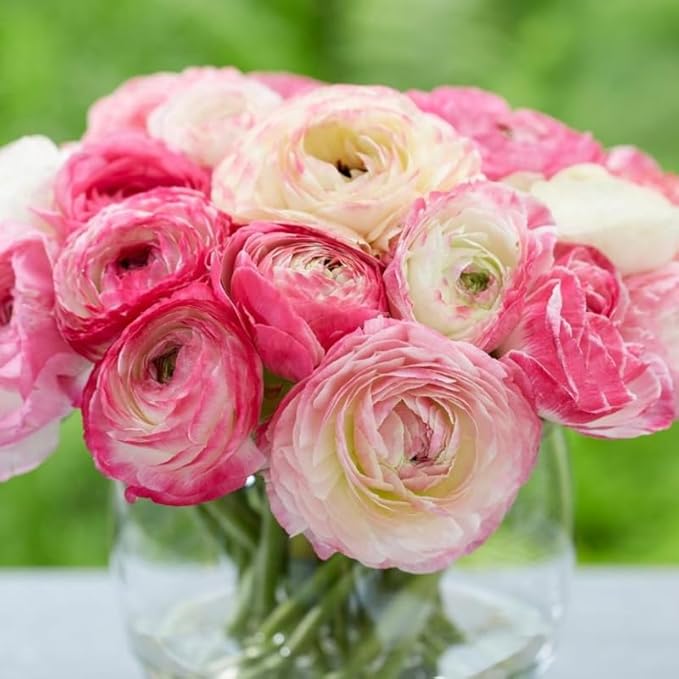 Set 50 Ranunculus Bulbs for Planting, Picotee Pink Ranunculus Corms Bulk, Butterfly Ranunculus Flowers Bulbs Spring Fall, Peony Buttercup Ranunculus