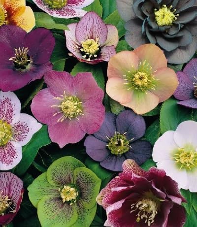100 Pcs Mixed Helleborus Flower Seeds, Perennial Winter-Blooming Seeds for Planting, Hardy Shade-Loving Flowers for Gardens, Borders, Containers & Year-Round Decorative Landscaping