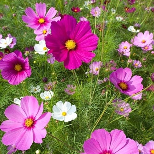 Dirt Goddess Super Seeds~ Cosmos Mix Flower Seed (1/4 Lb)