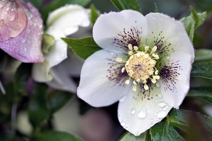 100 Pcs Mixed Helleborus Flower Seeds, Perennial Winter-Blooming Seeds for Planting, Hardy Shade-Loving Flowers for Gardens, Borders, Containers & Year-Round Decorative Landscaping
