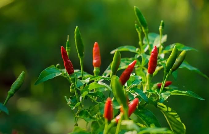 100+ Bird's Eye Chili Pepper Thai Seeds Hot Peppers Seeds Vegetable Thai Super Hot Planting