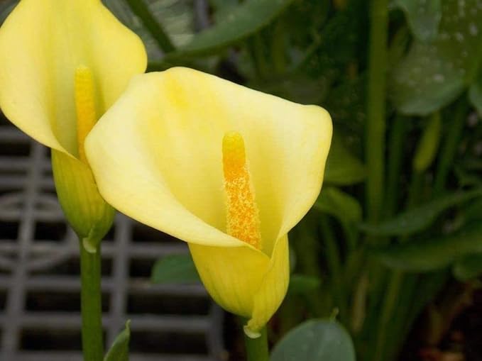 Calla Lily Seeds Beautiful Flowers -100Pcs Seeds