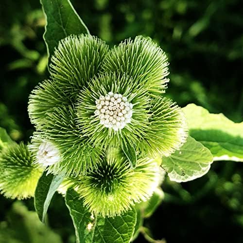 Organic Burdock Seeds (Arctium lappa) 100 Seeds (1 Grams) - Bardane, Beggar's Buttons, Edible Burdock, GOBO, Great Burdock, Greater Burdock, Lappa, Snake's Rhubarb, Thorny Burr by Smoke Camp Crafts