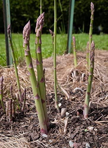 Bulk Organic Mary Washington Asparagus Seeds (1/4 Lb)