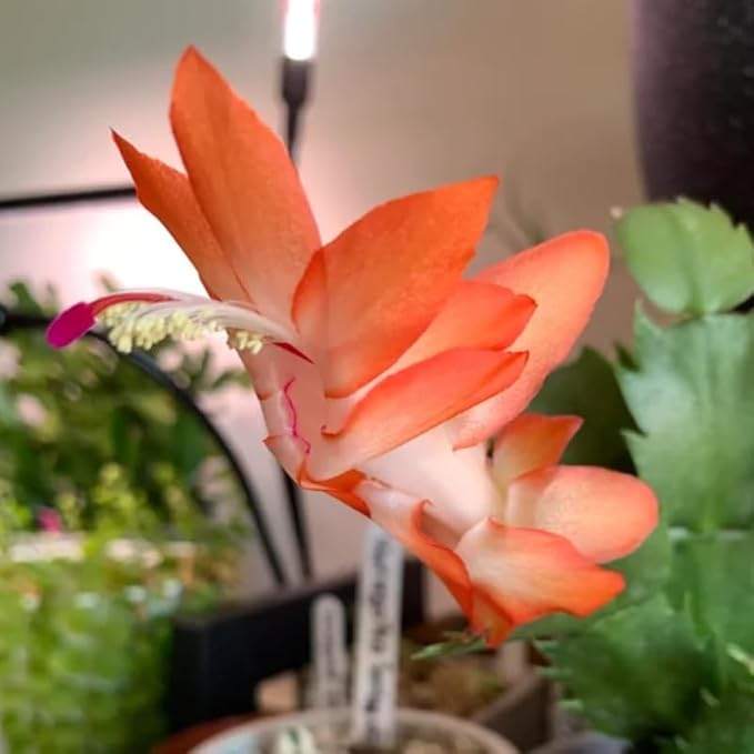 Orange Christmas Cactus Plants Live, Size 3-6" Christmas Cactus Plant, Colorful Holiday Houseplant Flowering Succulent Live Plants for Planting, Well Rooted, No Pot