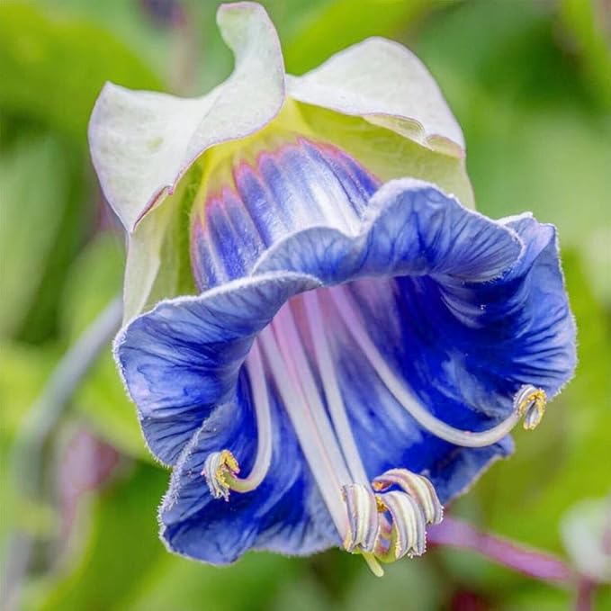 150+ Cathedral Bells Mixed Color (Cup & Saucer Vine) Seeds-Perennial Planting Flower Seeds for Planting
