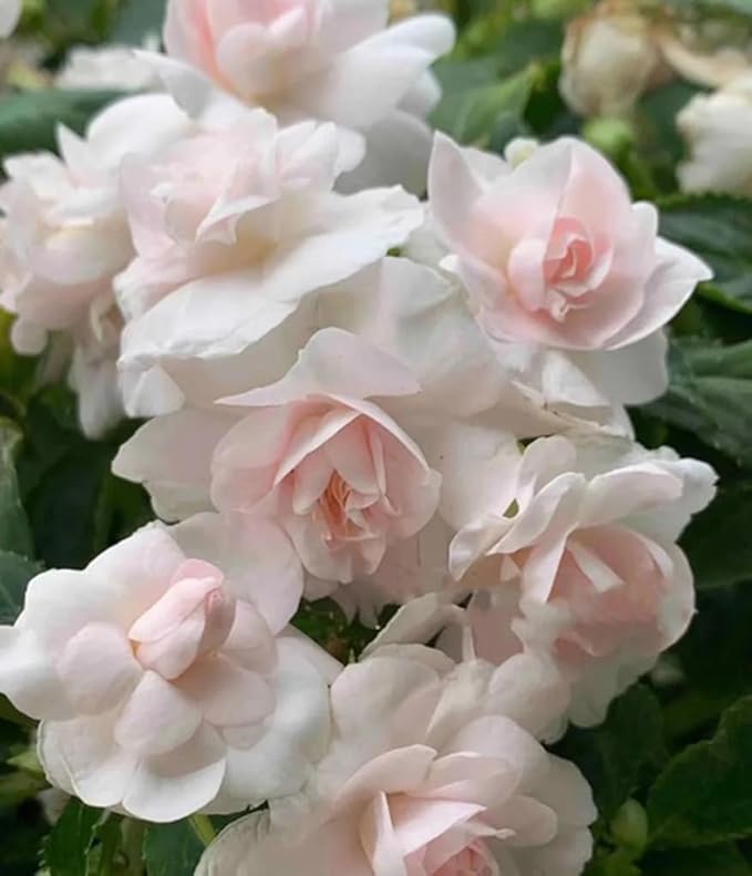 100PCS Double Camelia Flowered Mixed Color Impatiens Seeds Non-GMO Heirloom