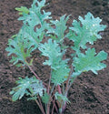 Kale Red Russian Great Heirloom Vegetable by Seed Kingdom1,000 Seeds