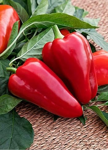 NIKA SEEDS - Seeds Vegetable Sweet Bell Pepper Victoria Mix (Red-Yellow) for Planting Non GMO - 30 Seeds