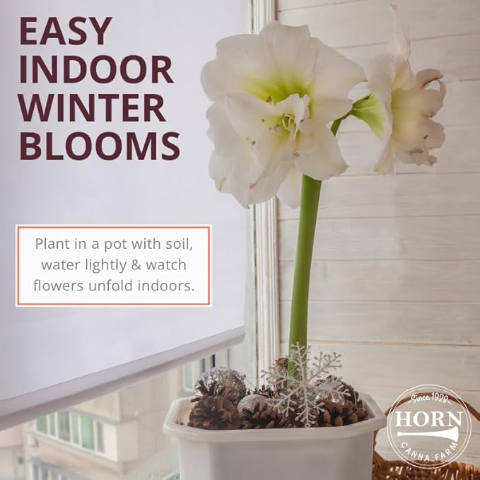 Merengue Spider Amaryllis Bulb by Horn Canna Farm | Exotic Indoor Flower Bulb for Winter Growing | Long Petaled Green Orange Bronze Blooms