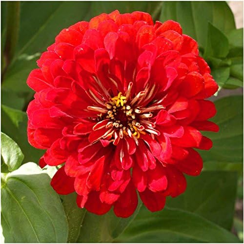 Seed Needs, Cherry Queen Zinnia Seeds - 250 Heirloom Seeds for Planting Zinnia elegans - Attracts Butterflies & Pollinators, Great Cut Flowers (1 Pack)