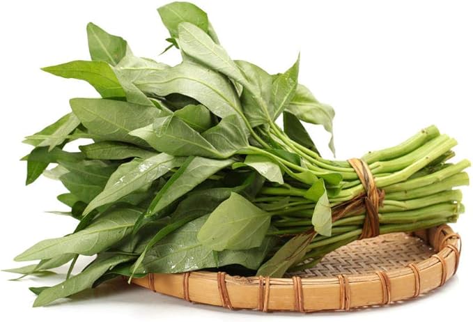 2000 Kangkong Seeds for Planting – Rau Muong Seeds Vietnam Variety – Kong Xin CAI Ong Choy Asian Vegetable for Filipino & Vietnamese Garden Growing