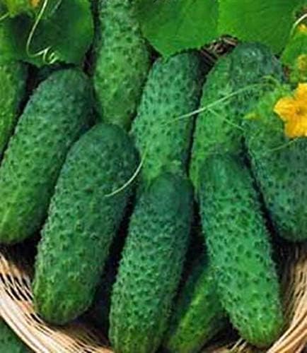 Seeds Rare Cucumber Titus F1 45 Days Vine Pickling Vegetable Non GMO