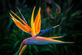 Orange Bird of Paradise Flower Seeds - 5 Seeds to Grow - Great Indoor Tropical Plant or Bonsai - Strelitzia Reginae