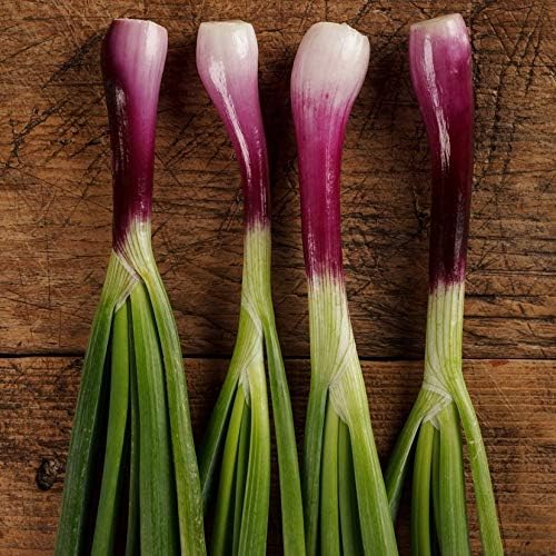 NIKA SEEDS - Seeds Vegetable Welsh Onion Red - 300 Seeds
