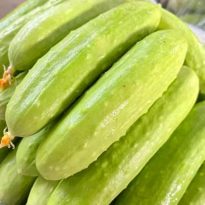 Mixrug White Jade Cucumber Seeds for Planting, 30pcs Sweet Wonder Cucumber Vegetable Seeds Plants, Non-GMO Heirloom Home Fresh Food Vegetables Plants Garden for Outdoors Indoors