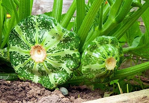 CEMEHA SEEDS - Seeds Scallopini Squash Patty Pan Zucchini Green Non GMO Vegetable for Planting