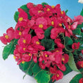 Park Seed Pizzazz Deep Rose Begonia, Pack of 150 Seeds