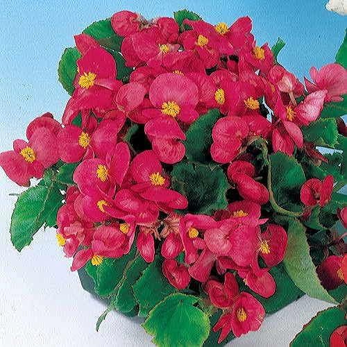 Park Seed Pizzazz Deep Rose Begonia, Pack of 150 Seeds