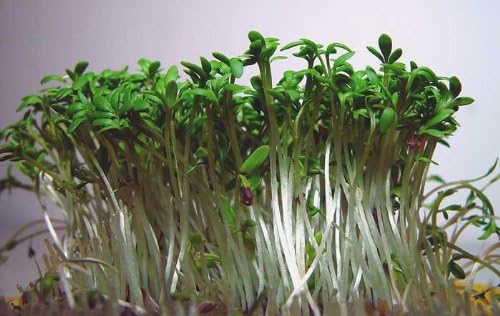 Cress Curled Great for Sprouting Garden Herb by Seed Kingdom Bulk 1 OZ Seeds