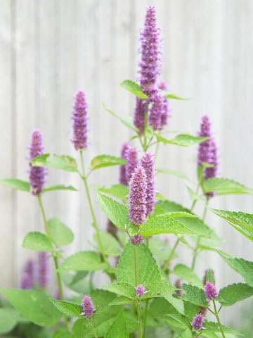 Hyssop Great Garden Herb ~ Medicinal ~ Aromatic ~ by Seed Kingdom 1,500 Seeds