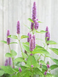 Hyssop Great Garden Herb ~ Medicinal ~ Aromatic ~ by Seed Kingdom Bulk 1/4 Lb Seeds