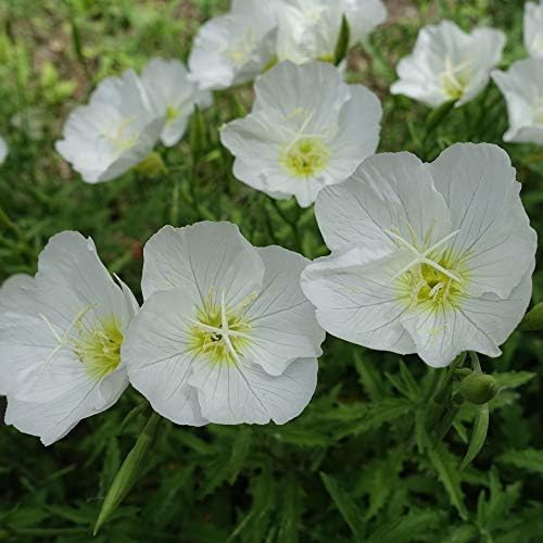 Outsidepride Pale Evening Primrose Seeds - 2000 Pcs Perennial Oenothera Pallida - Fragrant, Drought-Tolerant White Buttercup Blooms for Xeriscaping, Easy-to-Grow, Pollinator-Friendly, Low Maintenance