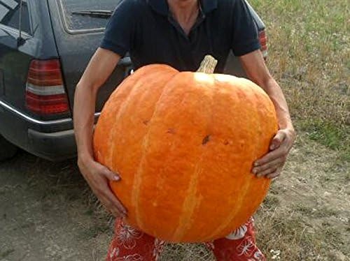 SeedsUP - 10+ Seeds Pumpkin Titan Weight 200 lbs - Vegetable Orange