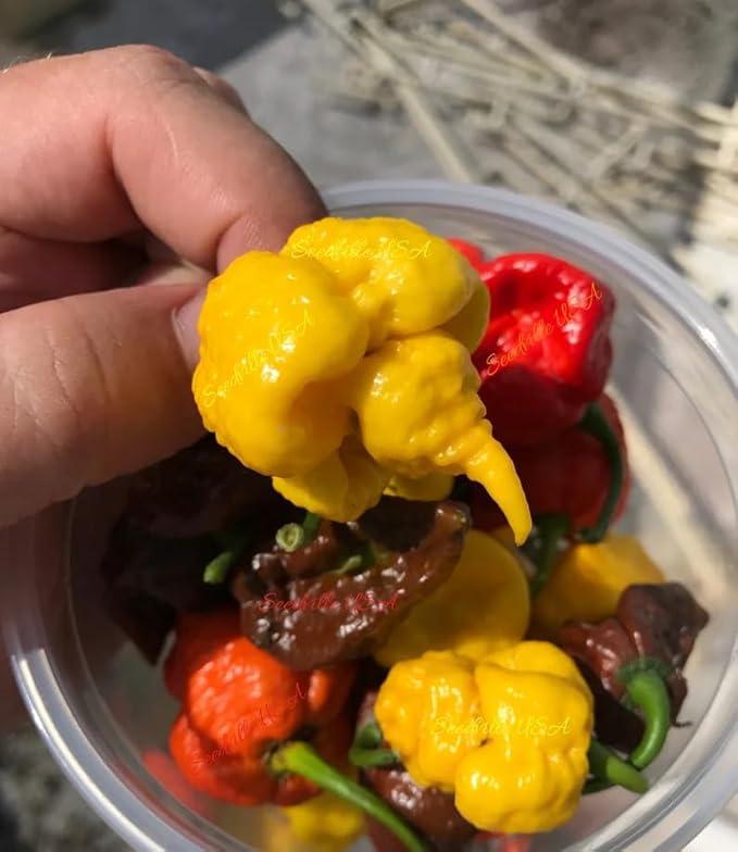 20 Yellow Carolina Reaper Pepper World's Hottest Capsicum Chinense Hot Chili Vegetable Seeds