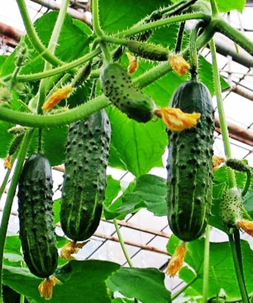 10+ Seeds Cucumber Firm Secret F1 Hybrid - Vegetable Self-Pollinated