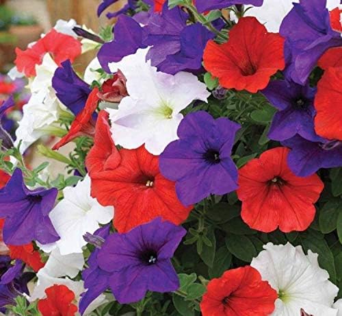 Petunia Triumph F1 Mix Seeds – Annual Hybrid Flower | Grandiflora, Vibrant Mix of Large Blooms, Early & Abundant Flowering