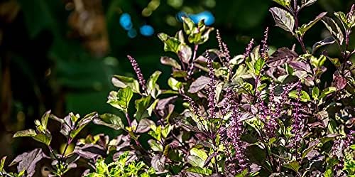 Seeds Ornamental Holy Basil - Indoor Tulasi - Heirloom Herbs - GMO Free