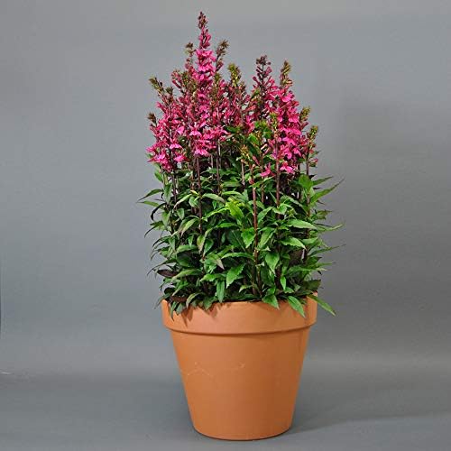 Park Seed Lobelia Flower Plant Seeds, Easy to Grow, Perfect for Spring Garden, Deep Rose, Pack of 20