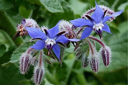 Seeds Borage Annual Herbs Non GMO Heirloom