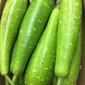 24 NAM TAO YAI Hybrid Bottle Gourd Seeds