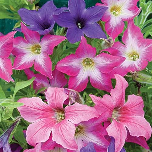 Park Seed Sparklers Petunia – Star-Shaped Blooms in Solids and Bicolors, Award-Winning Upright Mounded Variety with Unique Foliage for Containers and Hanging Baskets – Pack of 10