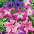 Park Seed Sparklers Petunia – Star-Shaped Blooms in Solids and Bicolors, Award-Winning Upright Mounded Variety with Unique Foliage for Containers and Hanging Baskets – Pack of 10