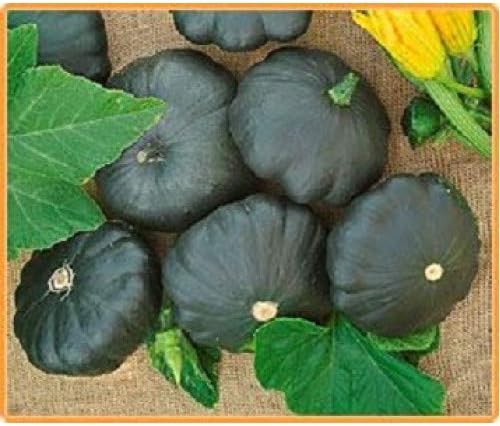 NIKA SEEDS - Seeds Vegetable Black Patty Pan Squash Scallop Zucchini - 5 Seeds