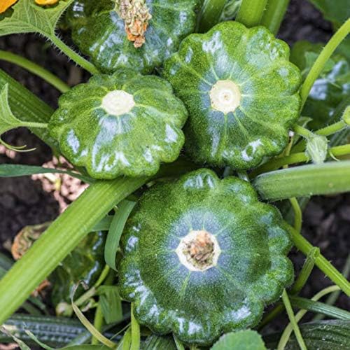 SeedsUP - 30+ Seeds Patty Pan Squash - Vegetable Green