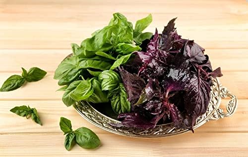 SeedsUP - 700+ Seeds Basil Indoor Sweet Ornamental (Genovese, Corsican, Lemon, Lime and Other) - Herb Mix