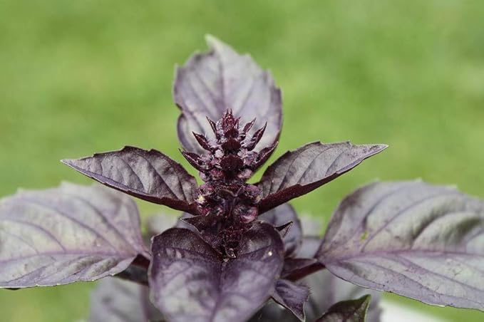 NIKA SEEDS - Seeds Herb Purple Indoor Basil Opal - 300 Seeds