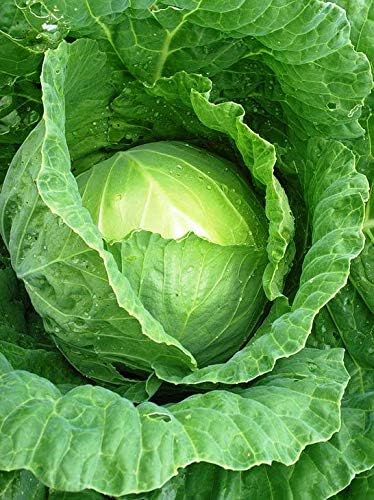 Seeds Vegetable Cabbage Green Late - 100 Seeds