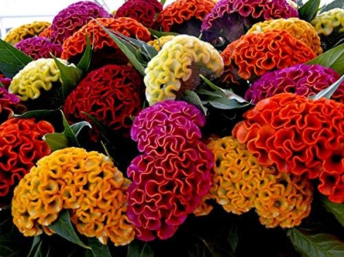 Celosia Cristata Cockscomb Seed Mix 200+ Seeds Woolflowers Mixed Colors Exotic Flowers Garden