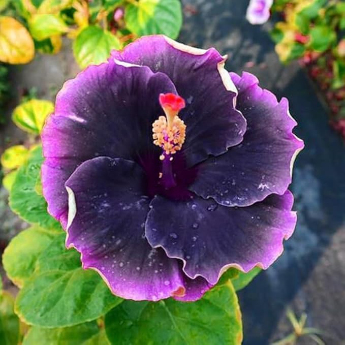 Exotic Hibiscus Flower Seeds, 30pcs, Striking Dark Tones, Drought-Tolerant, Partial Shade, for Outdoor Landscaping and Containers